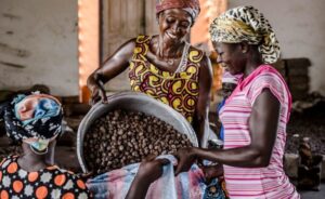Read more about the article Nigeria’s six-month export ban triggers 33% fall in shea nut prices