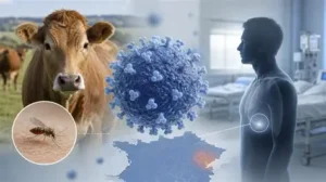 Read more about the article France reports first human Shamonda virus case after patient dies