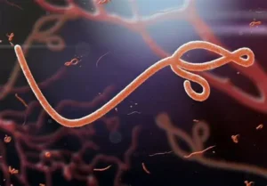 Read more about the article FG confirms Ebola case in Abuja, identifies 44 contacts