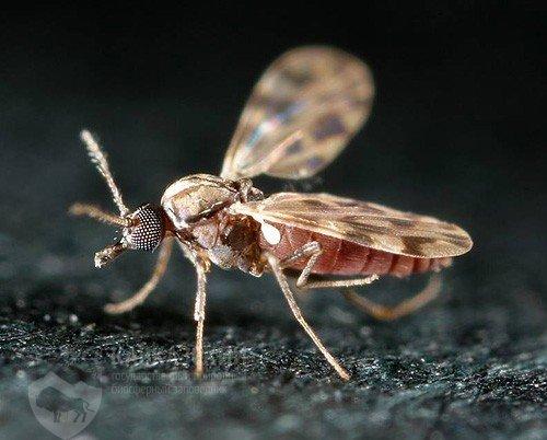SHAMONDA VIRUS
